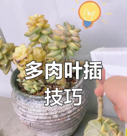 以玉吊钟多肉怎么繁殖——快速繁衍健康多肉植物的方法（掌握关键技巧，让你的玉吊钟多肉繁殖得更好）
