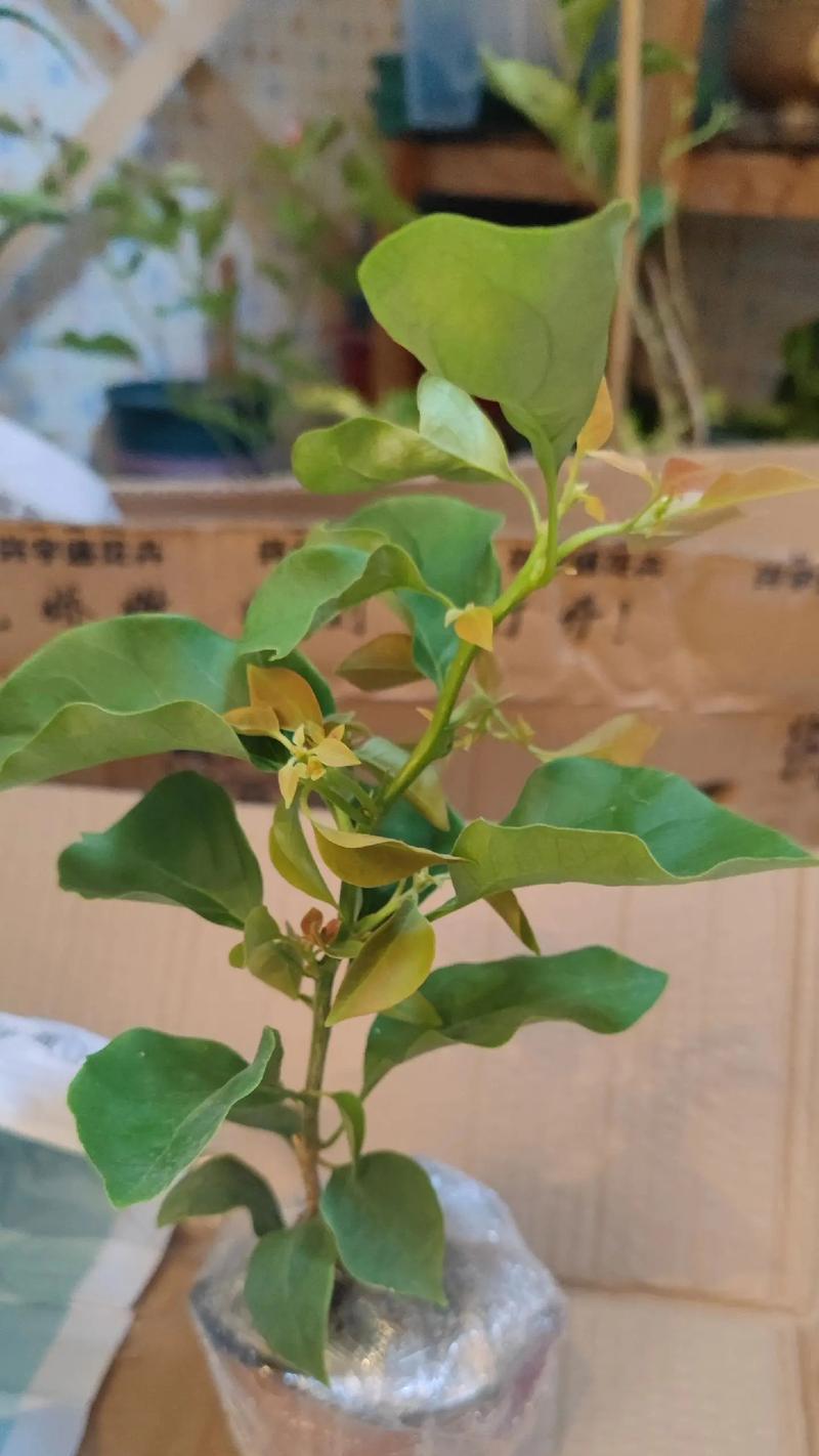 三角梅花——室内养护的新宠（掌握这些关键，让三角梅花在室内生长茁壮）