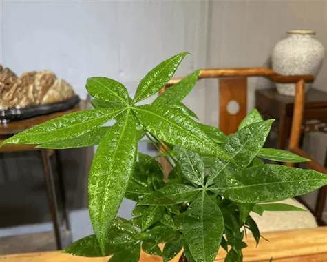 怎样修剪家里发财树的辫子松（家里发财树的辫子松松了怎么办，修剪技巧分享！）