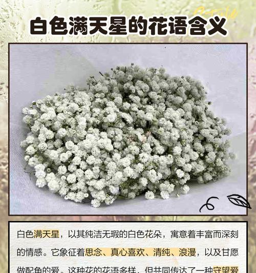 满天星花语的含义解析（探秘这种充满浪漫情感的花语）