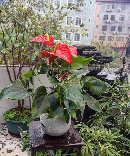 红掌夏天换盆的养殖技巧（打造健康的红掌植物环境，让夏季焕发生机）