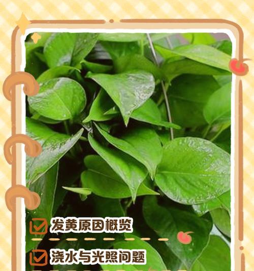 绿萝叶子黄了怎么搞？（恢复绿萝健康的简易方法）