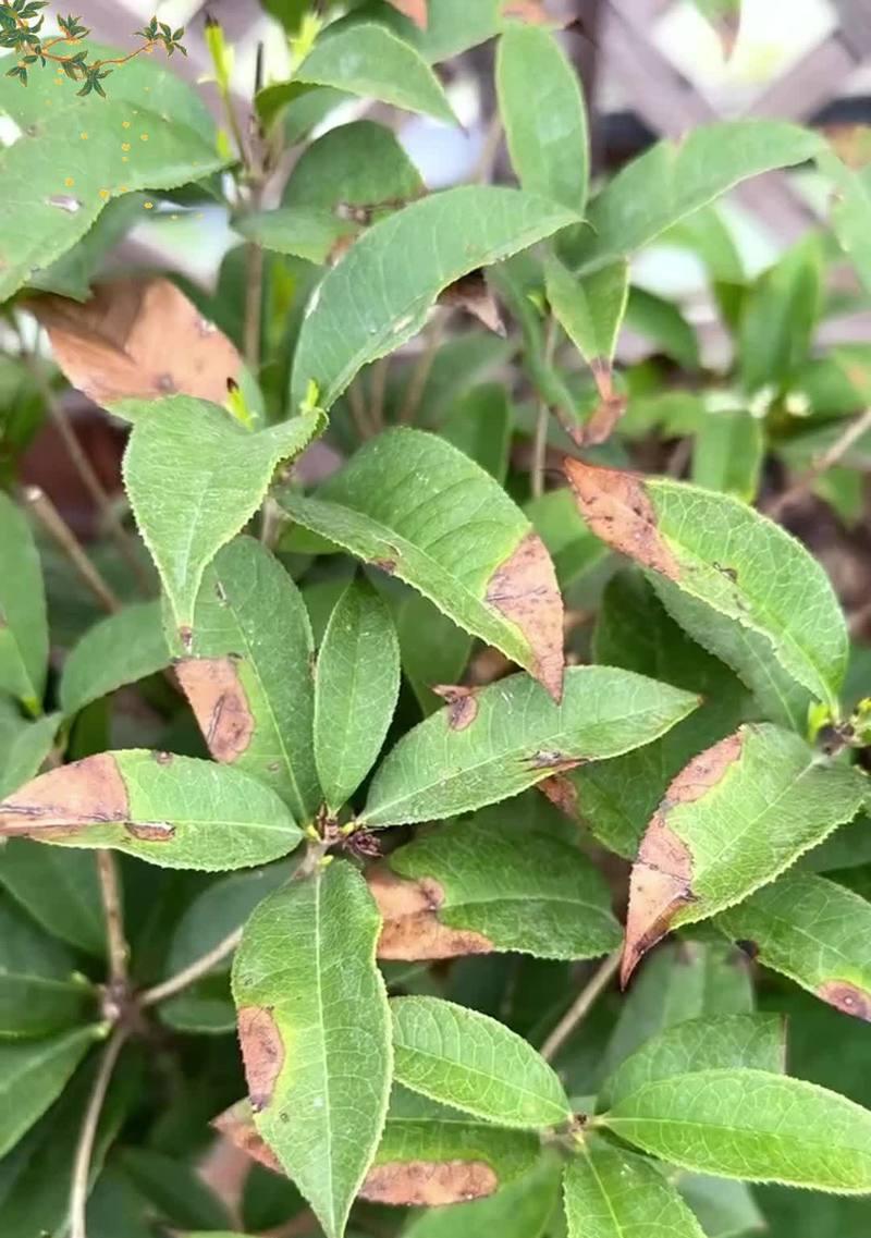 解决桂花树不开花的问题（如何促进桂花树开花？）