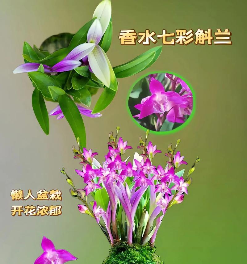 石斛花期全解析（探秘石斛花的开花时间、花期长短及生长环境）