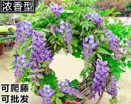 紫藤花苗的养护技巧（打造美丽的紫藤花园，从苗开始）