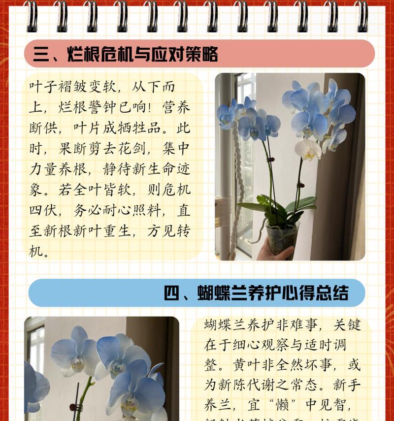 蝴蝶兰新叶子分叉的处理方法（探讨蝴蝶兰新叶子分叉的原因及解决策略）