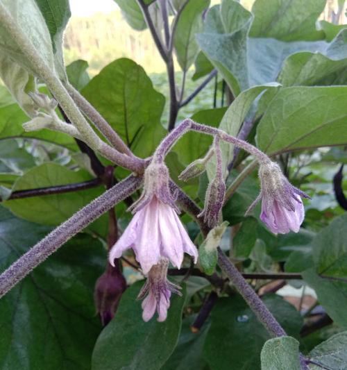 如何正确授粉茄子？（时间与方法）