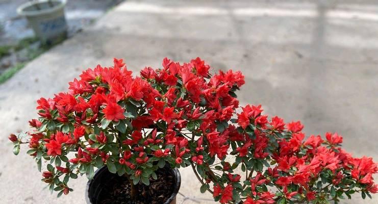 养护杜鹃花的秘诀（杜鹃花爱好者必读！成功养护杜鹃花的关键技巧）