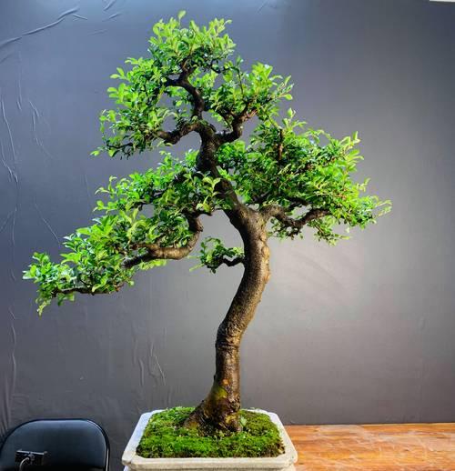 如何栽培健康的榆树苗（从选种到管理，助你成功种植榆树苗）