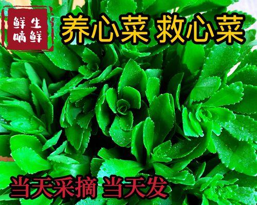 救心菜的营养价值与食用方法（探究救心菜的药用价值及做法分享）