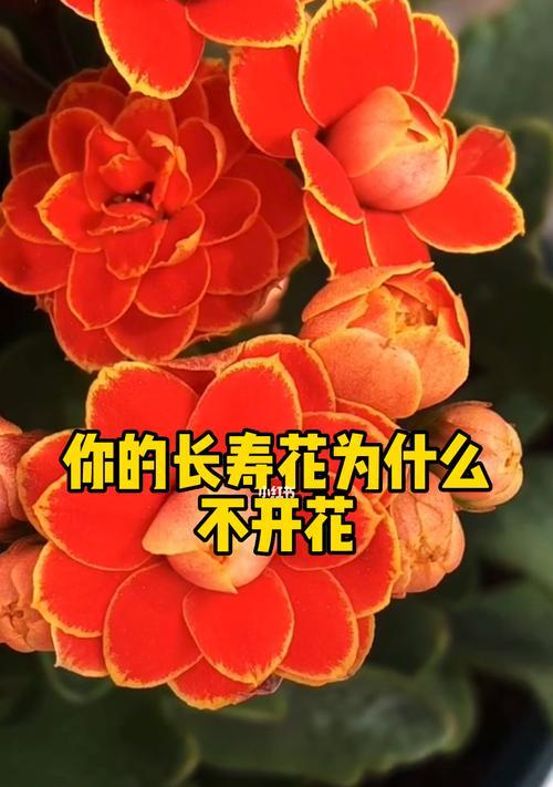 长寿花大红色不开花的原因及解决方法（探寻长寿花大红色不开花的根源，教你科学养护）