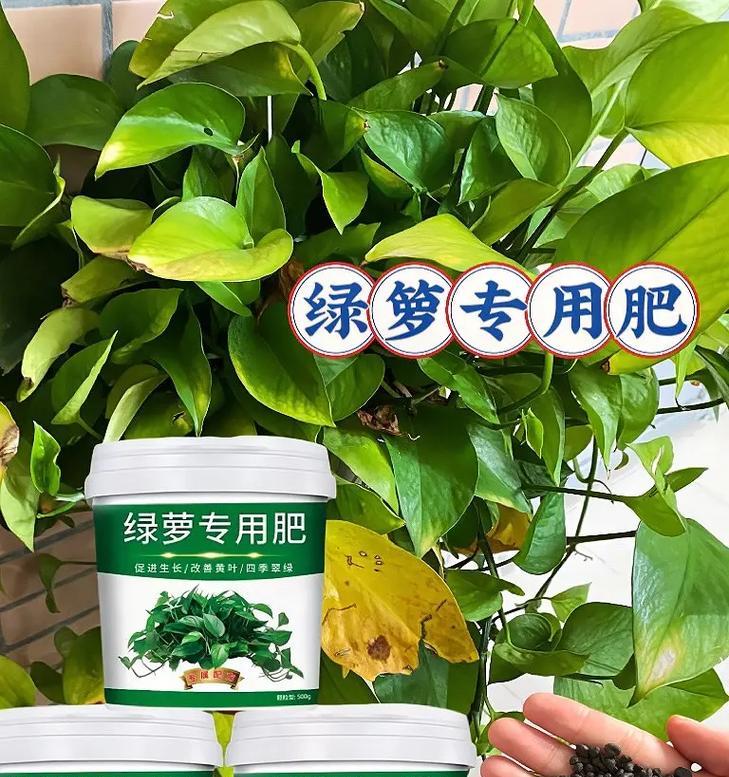如何应对绿萝老化问题（延长绿萝寿命的关键方法）