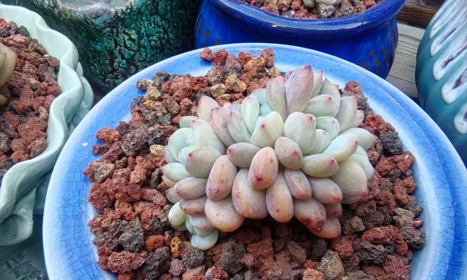 不排水杯子里的多肉养护技巧（轻松培养多肉植物，尽在不排水杯子中）