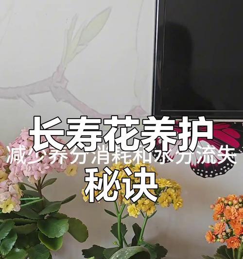 长寿花施肥后叶软怎么办？（解决长寿花施肥后叶子变软的实用方法）