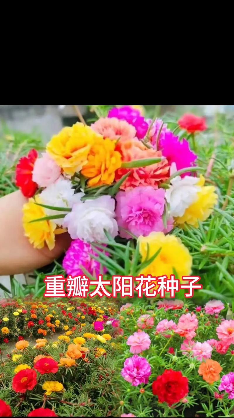 太阳花的结籽过程（探究太阳花的种子生长过程）