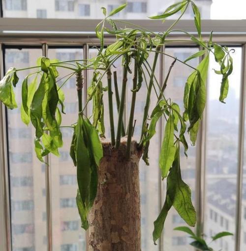 暖气花的叶片为何会发黄？（探究暖气花叶片发黄的原因及处理方法）