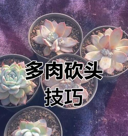 多肉侧芽怎么处理？（多肉植物侧芽的培养与繁殖技巧）