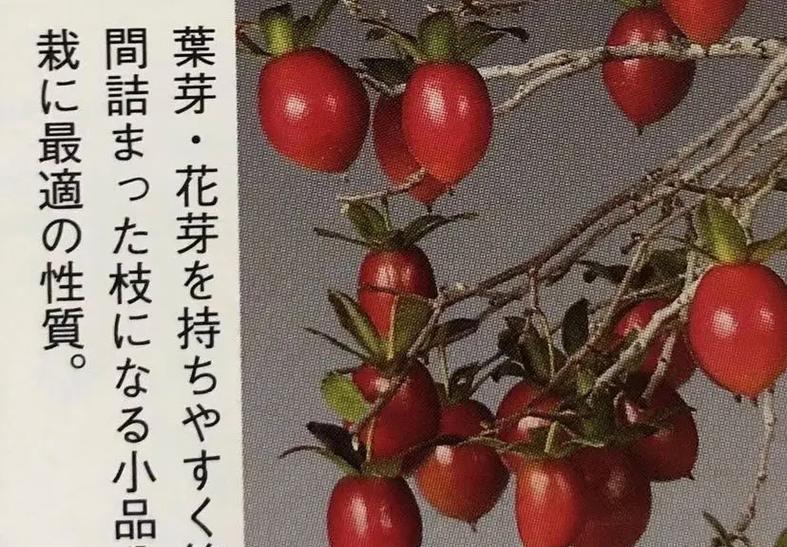 老鸦柿几年结果实：秋季美食不容错过的种植法