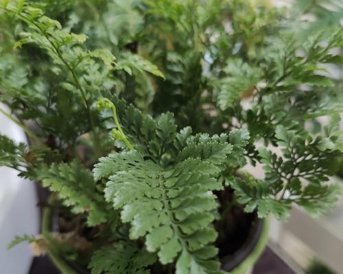 狼蕨是种子植物吗？（探究狼蕨的分类和演化历程）