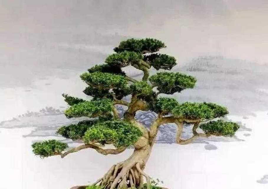 罗汉松的根系（探究罗汉松的根系结构和功能）
