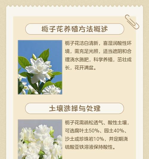北方冬季栀子花的养殖技巧（北方冬季栀子花的喜寒特性与栽培要点）