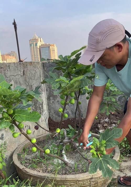 无花果树的修剪技巧（打造健康无花果树，丰收无忧）