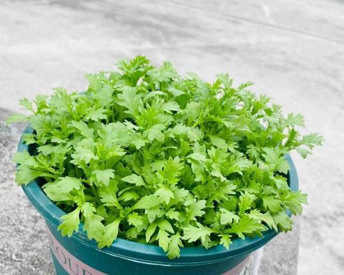 绿色小雏菊的种植指南（打造美丽庭院的秘密武器——绿色小雏菊种植方法）