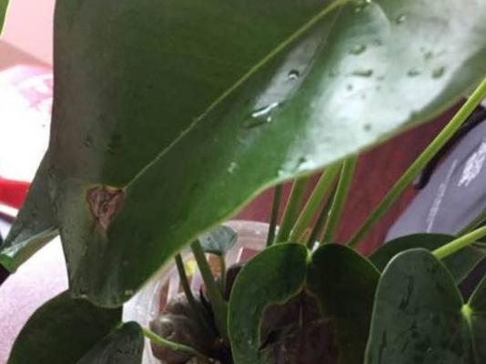 红掌叶子垂下的原因及处理方法（解析红掌叶子下垂的原因和有效处理方法，让您的红掌健康茂盛）