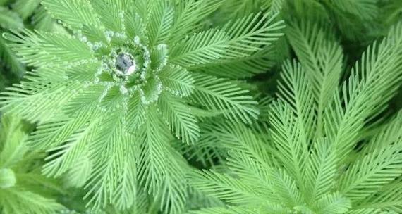 金鱼藻到底是不是种子植物？（探究金鱼藻的种类归属和生物学特性）