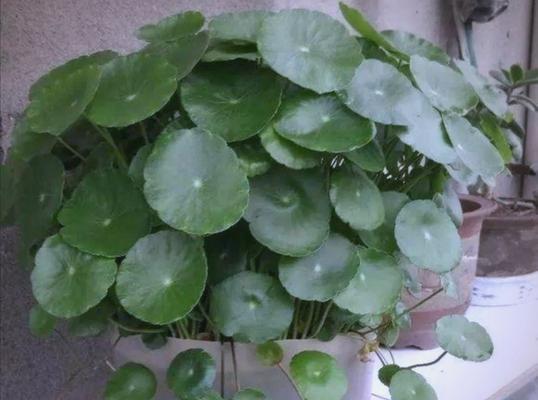 北方铜钱草过冬的关键要点（了解北方铜钱草冬季护理的必备知识）