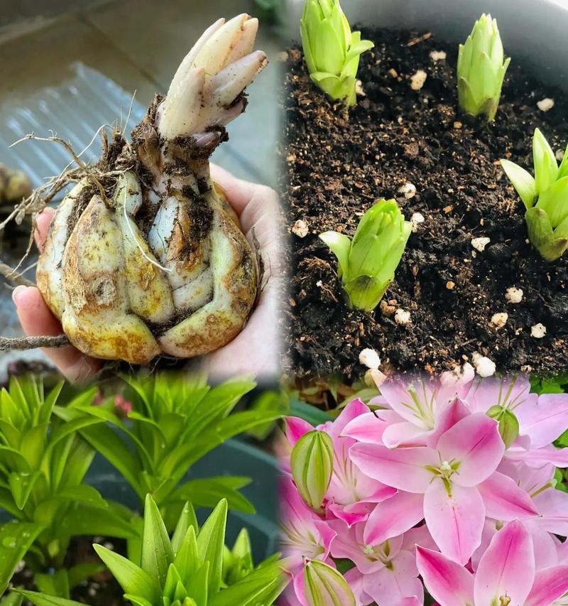 百合种球开花之处理方法（百合花种球怎样才能开出美丽的花朵？）