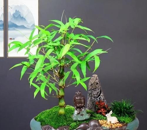 多节竹的养殖与管理技巧（打造绿色生态环境的关键）