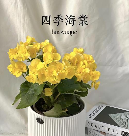 四季海棠开花时间和开花次数是什么？（探秘四季海棠花期及开花次数，）