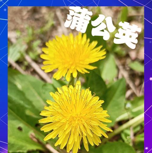 蒲公英的头状花序类型及特点剖析（探究蒲公英的花序形态特征，头状花序的构成与作用）