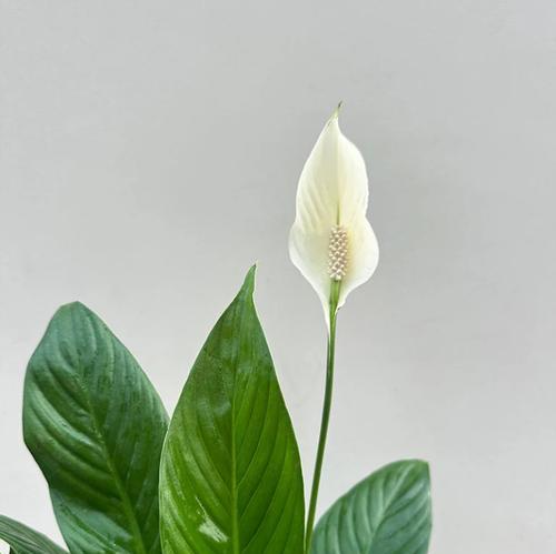 白掌叶子尖变黑的原因及解决方法（从叶子颜色变化到健康生长，掌握这些关键步骤）
