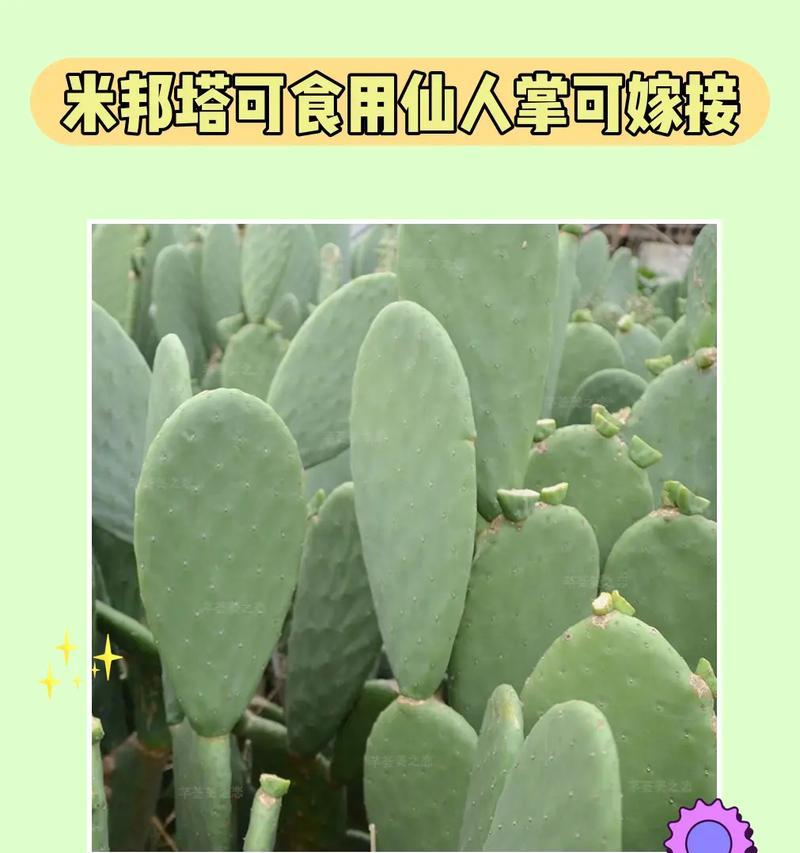 养仙人兰的技巧与经验（打造翠绿健康的仙人兰花园）