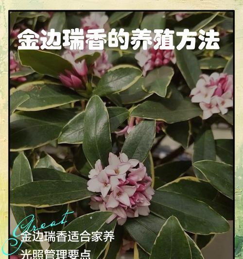 夏天如何养护瑞香？（打造迷人花园的小技巧）