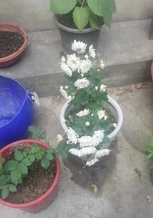 种花消毒措施（种植者必备的消毒知识，保证花儿免受病害侵袭）