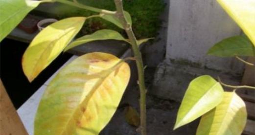 白兰花干叶子的妙用（如何利用白兰花干叶子制作美味佳肴）
