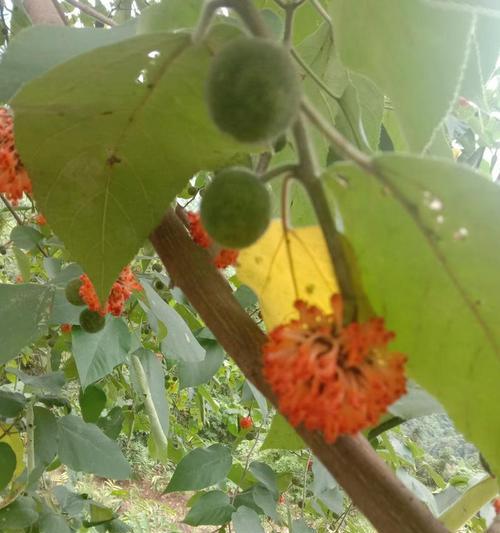 果树种植时间与果实成熟期的关系（探究果树种植后几年能结果实，果树挂果时间的影响因素）