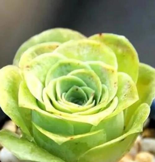 玫瑰花的生命周期（从幼苗到老年，玫瑰花的成长历程）