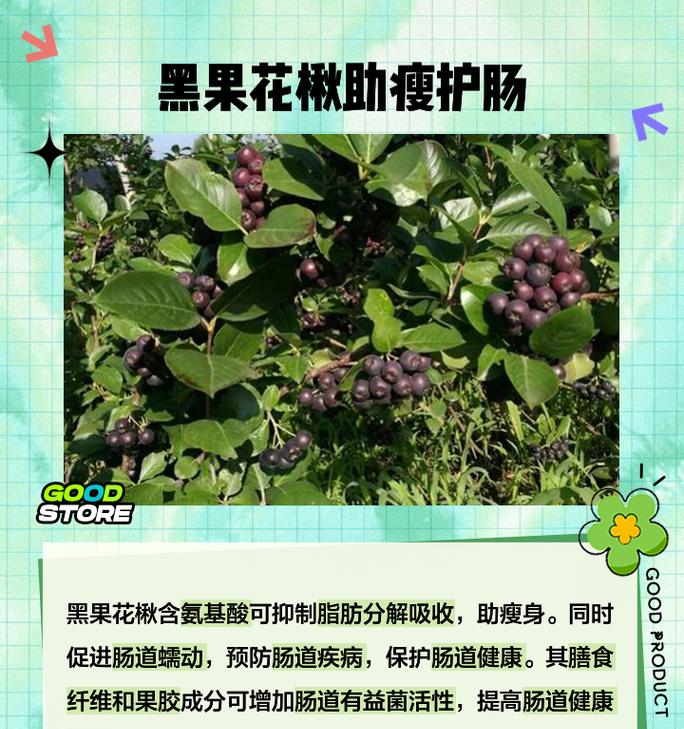 以黑果花楸盆景怎么养（全面了解黑果花楸盆景的养殖技巧）