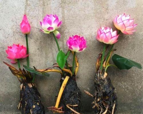 以块茎睡莲怎么养（打造美丽花园的养殖秘诀）