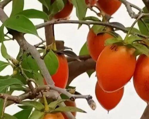 老鸭树嫁接时间及方法详解（嫁接老鸭树可提高果树品质，成果满满）