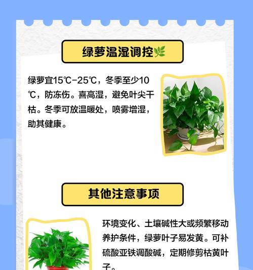 绿萝黄叶之迷（探寻绿萝黄叶原因与治理方法）