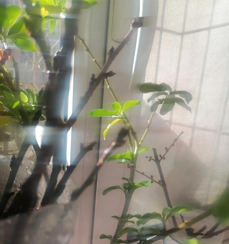 梅花不长叶子怎么办？教你让梅花开出美丽的花朵！（如何处理梅花不长叶子的问题？梅花的养护技巧！）