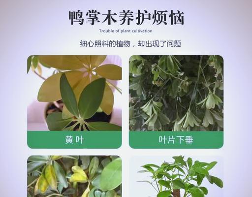 应对鸭掌木虫害的综合防治策略（保护林木健康，控制鸭掌木虫危害）