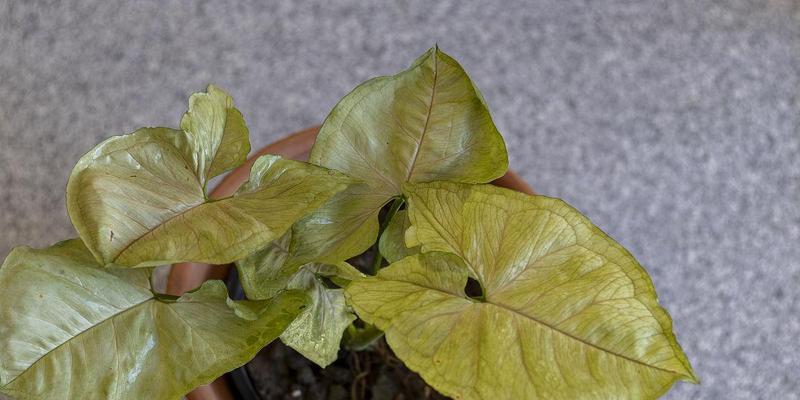 白虫害花草如何治理？（有效方法与注意事项）