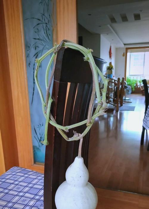 如何种植水葫芦（水葫芦种子、土壤、水质、肥料、阳光、温度、养护、收获）
