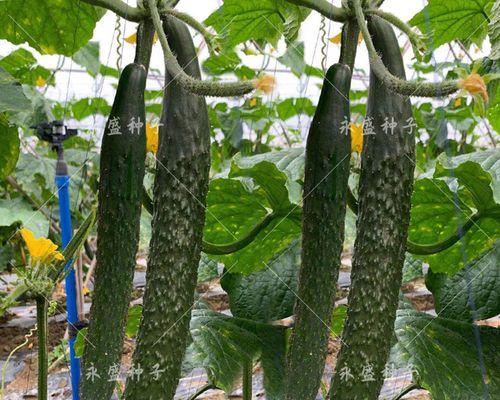 露天黄瓜种植成本与利润分析（黄瓜亩产量、种植成本、利润分析）
